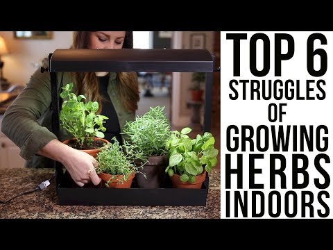 Top 6 Struggles of Growing Herbs Indoors (w/ solutions)!!!?????? // Garden Answer