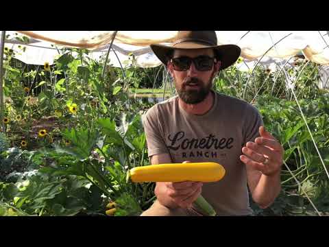 Summer squash: How to grow, harvest and prepare