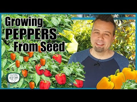 How to Grow Peppers from Seed // Step by Step Instructions