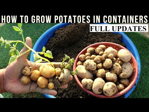 How To Grow Potatoes At Home (With Full Updates)