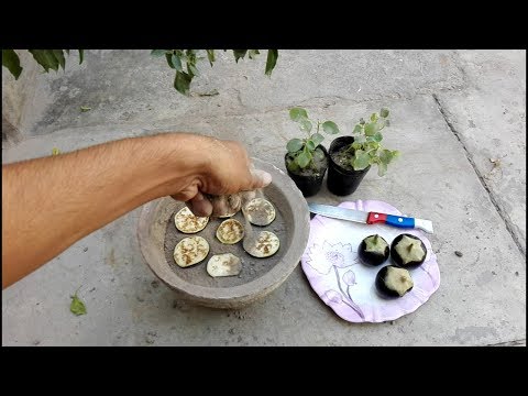 grow eggplant in container at home kitchen gardening