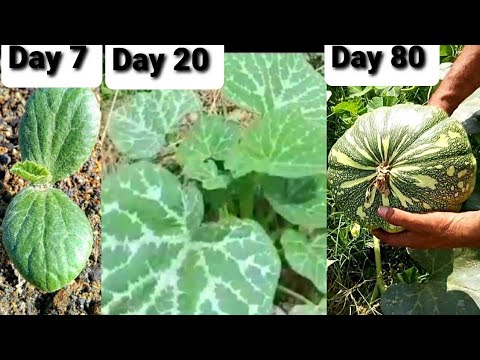 How To Grow Pumpkin | How To Plant Pumpkin From Seeds To Mature Fruits - Step By Step