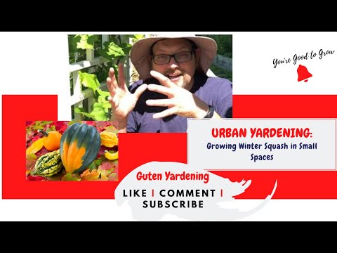 Growing Winter Squash in Small Spaces | Squash Tower | Urban Gardening | Zone 5