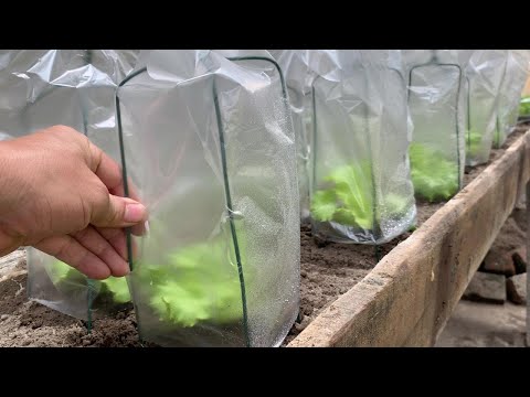 Grow lettuce and how to keep them moist