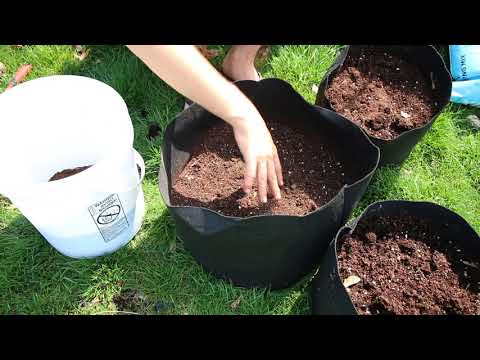 How to grow Potatoes In Containers - Complete Growing Guide