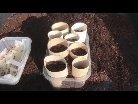 #36. How to grow #Parsnips