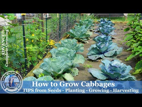 How to Grow Cabbage - Tips from Seeds, Planting, Growing, Harvesting Cabbage