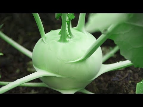How To Grow Kolhrabi (German Turnip or Noolkol)