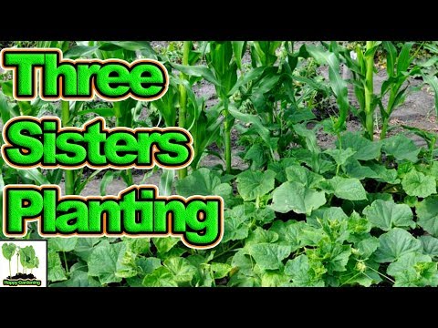 Planting Out The 3 Sisters Method