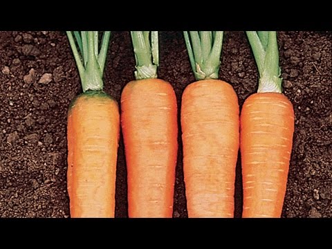 Growing Carrots in a Container