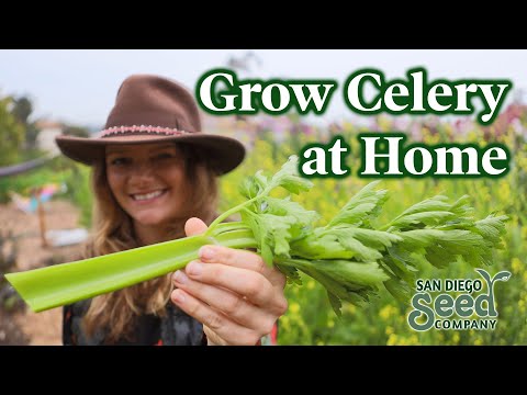 Grow CELERY | How to take this delicious staple from a SEED to HARVEST