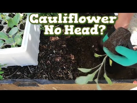 Growing Cauliflower seeds  (No Head see why)