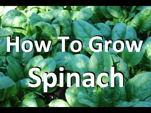 How to Grow Spinach - Complete Growing Guide