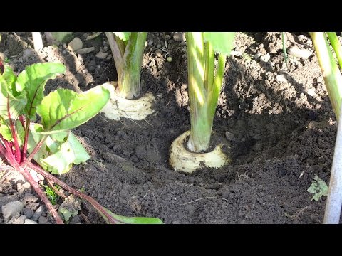 HGV How to grow Organic Parsnips from start to finish in a raised bed.