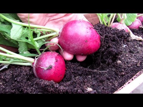 How to Grow Large Radishes - Spacing, Low Fertilizer, Loose Soil: AAS Gardening Tips