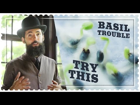 Best Way to Grow Basil from Seed - No More Basil Trouble