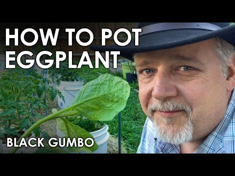 How to Grow Eggplant in Containers || Black Gumbo