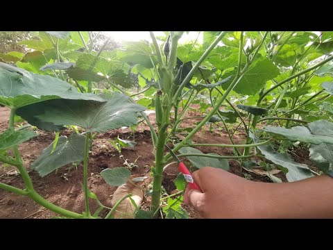 That why you should prune your okra plants