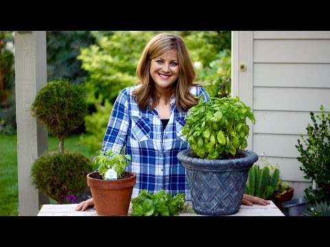 How to Prune Basil