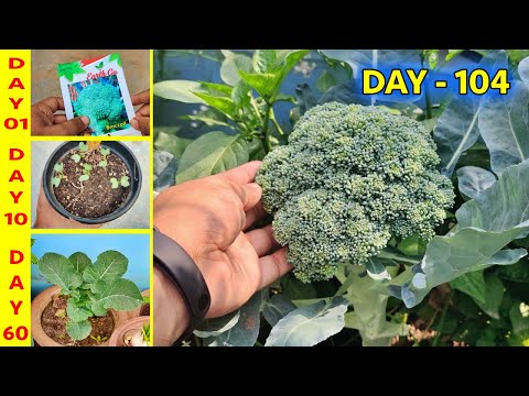 Best & Easy Method to Grow Broccoli in Your Terrace Garden || Right Method to Grow Broccoli Seeds