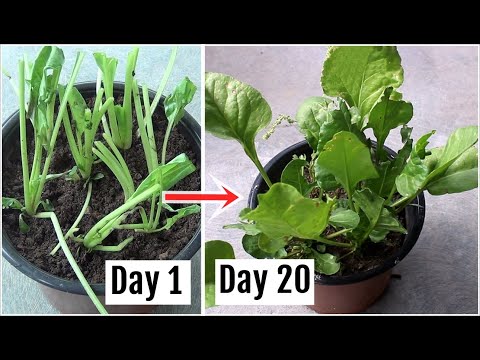 The Simple Way to Grow Spinach without Seeds