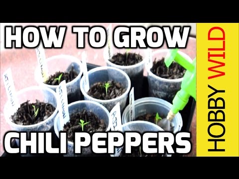 HOW TO GROW CHILI PEPPERS (Hot Peppers/Chillies)