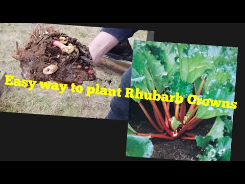 Planting Rhubarb Crowns in Raised beds!