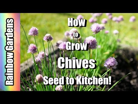 How to Grow Chives & Garlic Chives! 101 Seed to Kitchen,  Planting, Problems, Harvest, & Using!