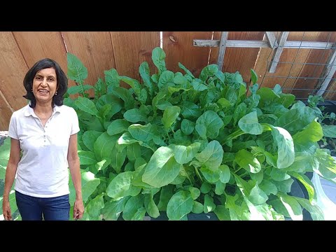 Growing arugula or rocket leaves with actual results