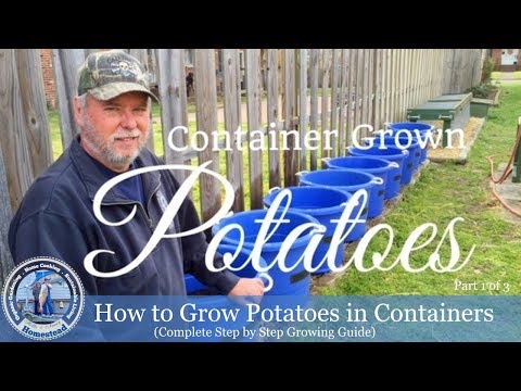 How To Grow Potatoes In Containers (Complete Step by Step Growing Guide) Part 1 of 3