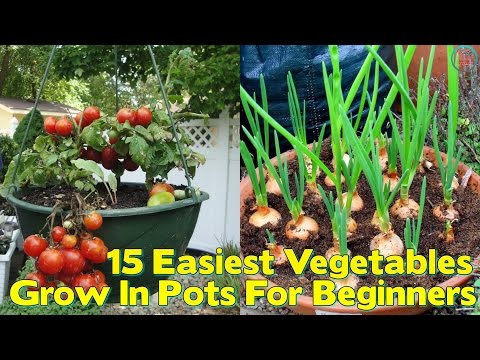 Easiest Vegetables To Grow In Pots For Beginners