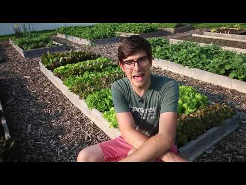 How to Grow High Intensity Lettuce From Seed to Harvest