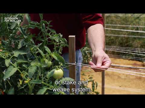 How to Stake Tomatoes