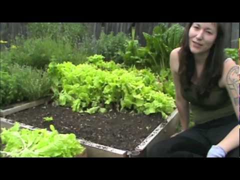 How to grow lettuce
