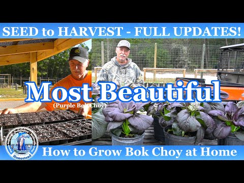 Most  BEAUTIFUL Choy (SEED to HARVEST) How to Grow Bok Choy at Home