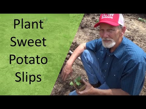 How to Plant Sweet Potato Slips in a Deep Mulch Garden - Come Garden #WithMe - 5-24-2020