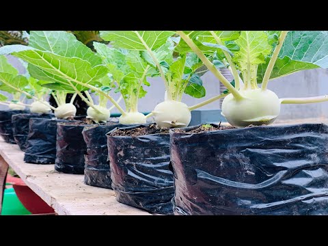 how to grow kohlrabi in plastic bags