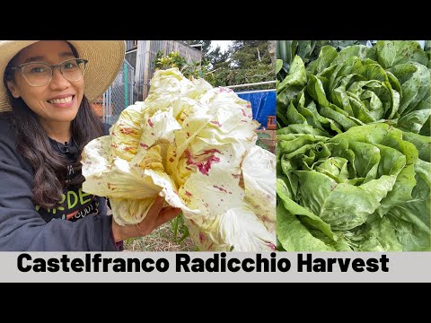 Harvesting Castelfranco Radicchio l Radicchio Growing