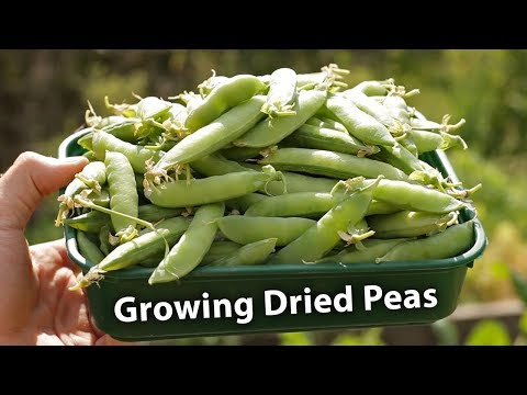 AMAZING Results from Growing Dried Peas!