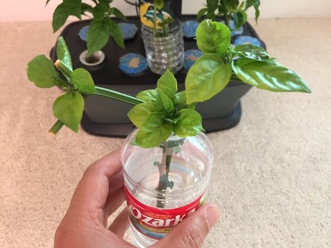 Propagating Peppers and 32 Days Update