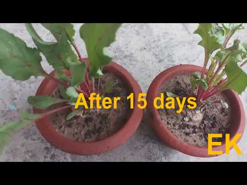 Grow Beetroot at home