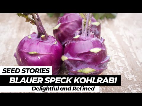 SEED STORIES | Blauer Speck Kohlrabi: Delightful and Refined