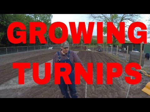 How To Grow Turnips In The Spring