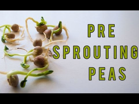 Germinating and Growing Peas by Pre Sprouting