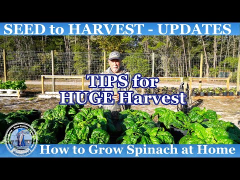 How to Grow Spinach at Home from SEED to HARVEST