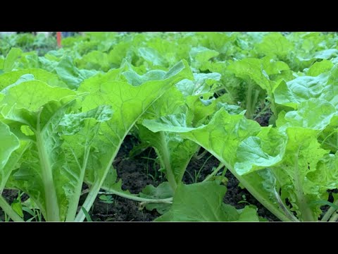 How To Grow Bok Choy From Seeds | Growing Quick Choy | Taiwanese Bok Choy