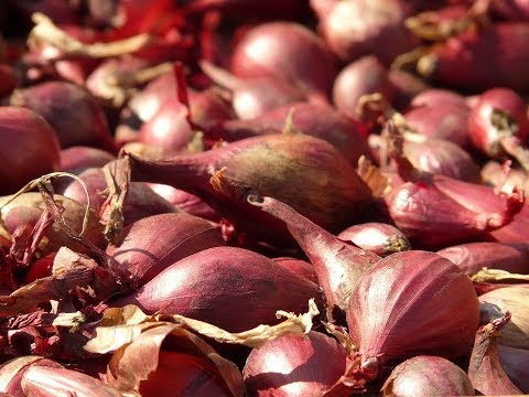 How to Plant Shallot In The Home For Beginners