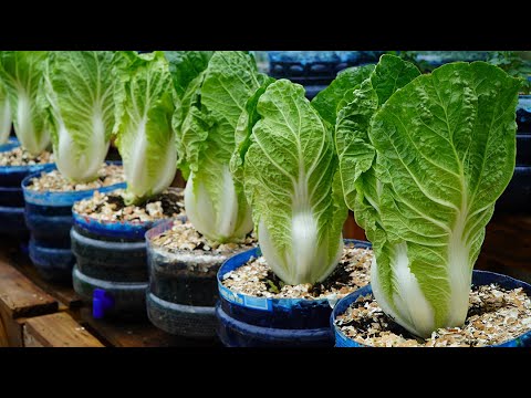 M?o v?t tr?ng c?i th?o l?n nhanh nhu th?i | Tips to grow napa cabbage grow as fast as blow