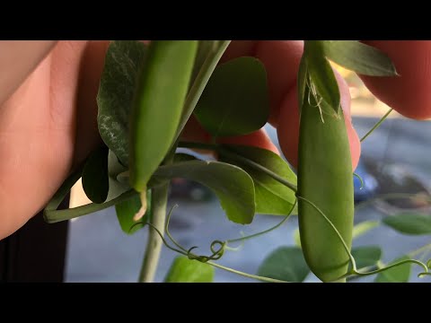 How to Grow Sugar Snap Peas in Aerogarden