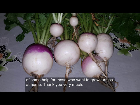 How to grow Turnips